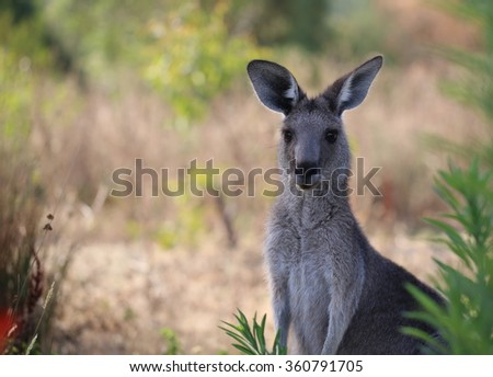 Alert female eastern grey kangaroo close up