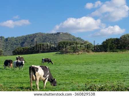 Herd of Funny Spotted Black and White Cows on Green Pasture Meadow on Blue Sky background Outdoors