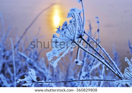 branch covered with frosty rime. winter macro picture. frosty winter, sunny day. Beauty!