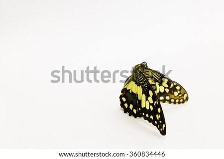 butterfly  on white background