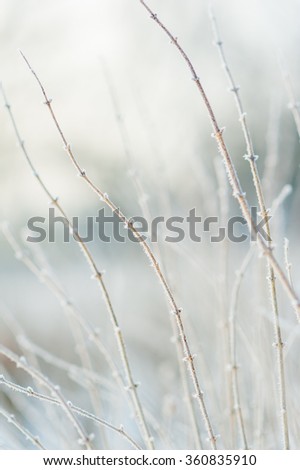 Frozen frosted branches in cold winter with shallow depth of field background image