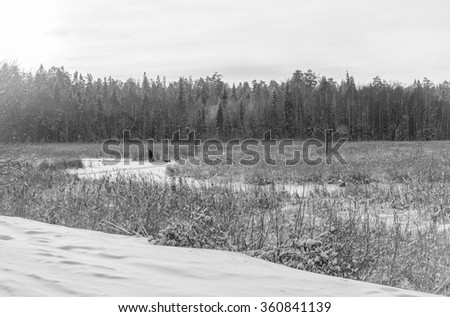 A man pulls a sled across a frozen lake. Black and white landscape with coniferous forest
