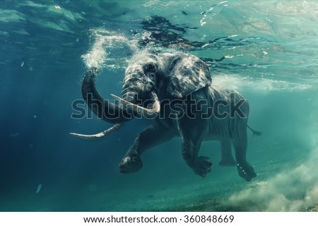 Swimming Elephant Underwater. African elephant in ocean with mirrors and ripples at water surface. Royalty-Free Stock Photo #360848669