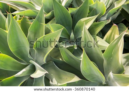 Swan neck plant with large stem growth