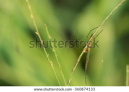 Green Spider  on spider web with small leaves grass