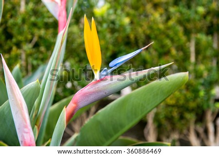 The bird of paradise flower close up in garden