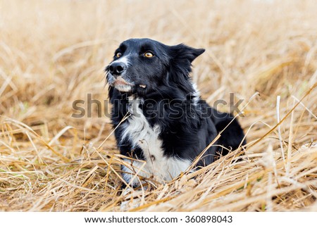 Female Border Collie in grass. Focus on the eye