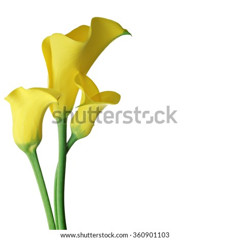 sweet flower on white isolated