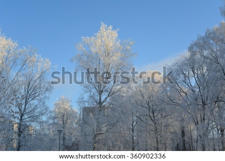 winter trees Royalty-Free Stock Photo #360902336