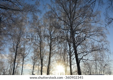 winter trees Royalty-Free Stock Photo #360902345