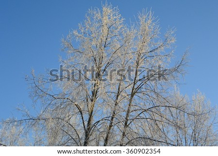 winter trees Royalty-Free Stock Photo #360902354