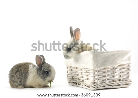 Bunny near white rabbit in the basket