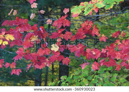 Colors of the fall at Midwest USA. Autumn nature background with a red colored maple tree branch on a foreground.
