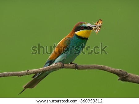 European Bee-eater with butterfly sitting on the branch with green background, Hungary, Europe