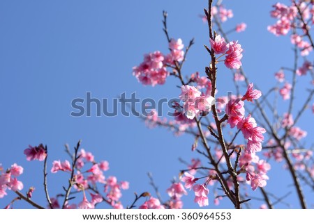 Seletive focal Wild Himalayan Cherry , Sakura , Cherry Blossoms grows in the mountains and creates fabulous pink blossoms each winter with blue sky on background.