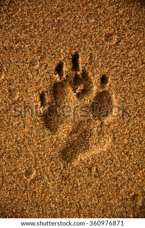 Wolf track on the sand