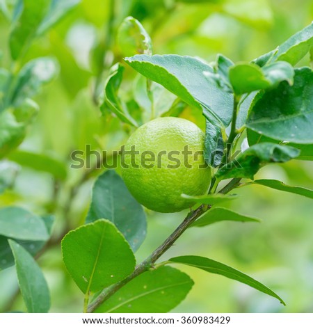 Thai green lemon on tree