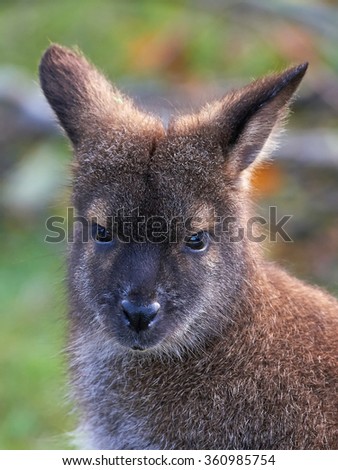 Closeup portrait of the Red-necked Wallaby (Macropus rufogriseus)