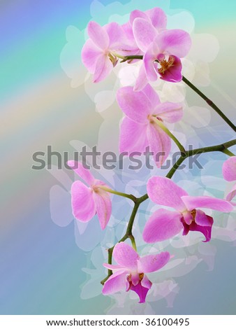 pink orchid - stylized picture