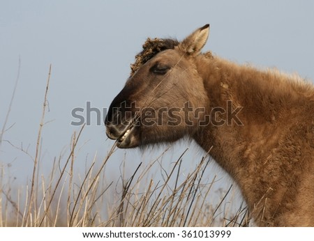 Wild Konik horse having a snack by grazing 
