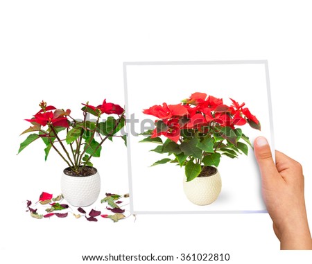time  passing concept Poinsettia flower perfect vs faded 