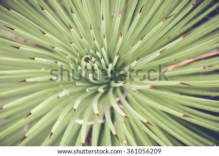 Close up of agave succulent plant, soft selective focus, toning