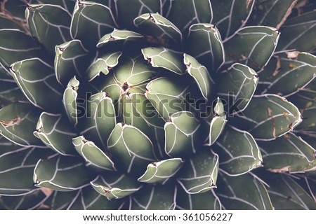 Close up of agave succulent plant, selective focus, 