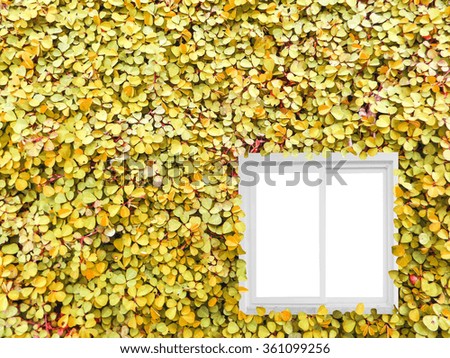 Yellow thousand heart of Clover background and white window 