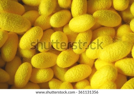  Yellow silkworm cocoons