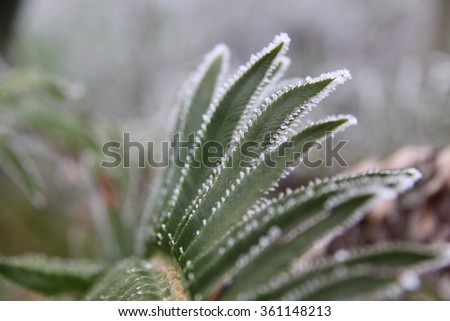 A sword fern lined with frost in macro.