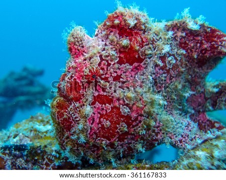 Underwater picture of Frogfish