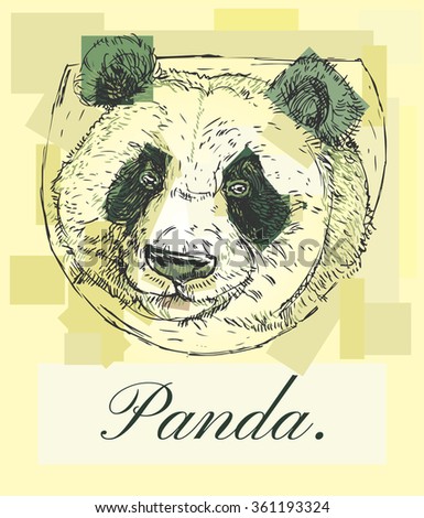 Panda. Head panda.