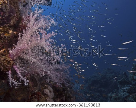 Soft coral and juvenile barracudas