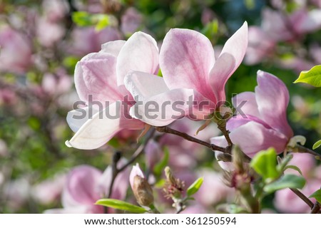 Spring floral background with pink magnolia flowers