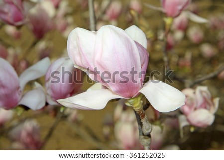 Magnolia blossom in spring time