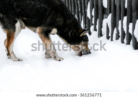 Winter dog portrait eating snow with snowy background 