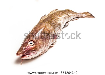 Whole large 2kg Atlantic cod (Gadus morhua) fish, Isolated on a white studio background.