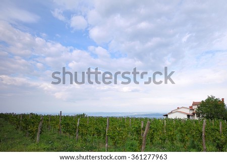 Photo long shot of beautiful green vineyard vinery vine land on hillsides in rows farm house day time summer on cloudy sky background, horizontal picture