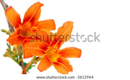 orange lilly flower on white background