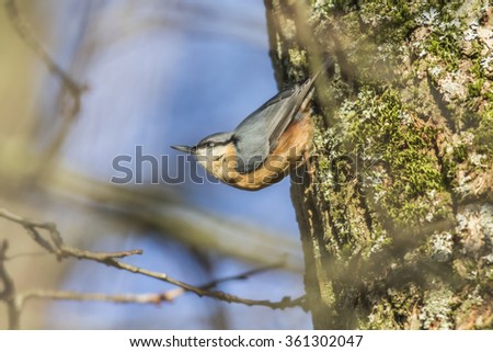 A nuthatch on the tree is searching for fodder