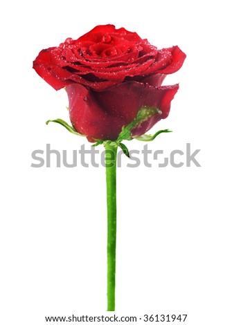 Perfect Red Rose over white