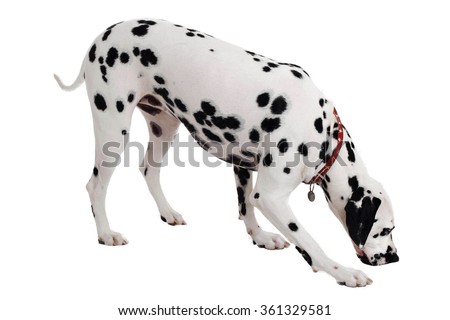 Dalmatian dog smelling