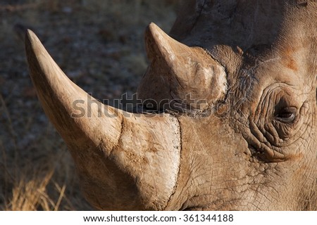Rhino Royalty-Free Stock Photo #361344188