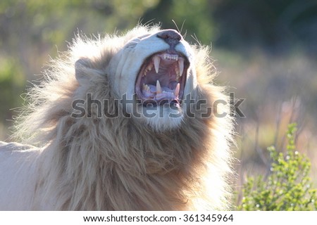 A big pure white male lion showing his teeth in this photo taken on safari in Africa.