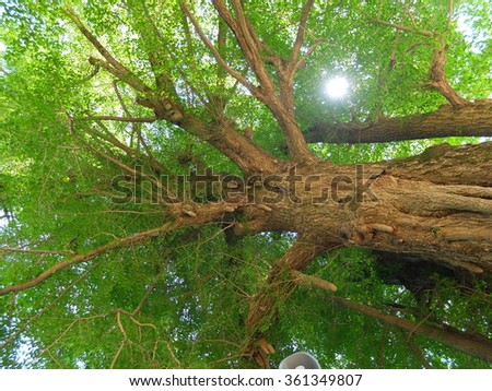 ginkgo old ancient tree  Royalty-Free Stock Photo #361349807
