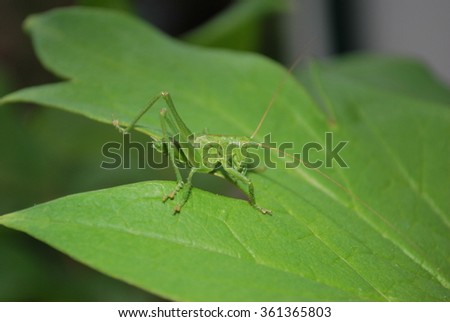 grasshopper in nature. macro. Sitting on the green leaf
