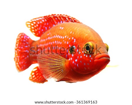 The African jewelfish (Hemichromis bimaculatus) isolated on white background Royalty-Free Stock Photo #361369163