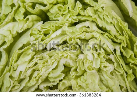 Closeup photo of detail of cut fresh green white chinese cabbage with beautiful wavy leaves, horizontal picture