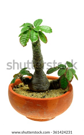 dorstenia cactus clay pots isolated on a white background.
