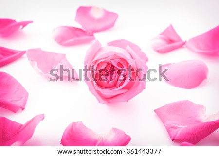 pink rose with petal - soft focus effect picture style